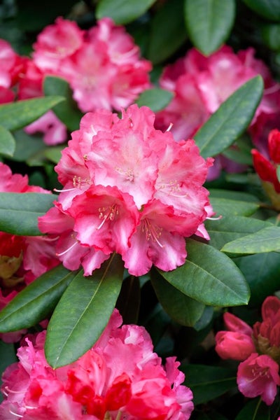 Rhododendron yakushimanum 'Marlis', rosa Blüten, 30–40 cm