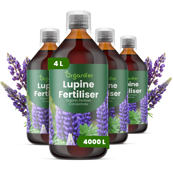 Organifer Lupinen-Dünger, organisches Düngerkonzentrat, vier 1-Liter-Flaschen, insgesamt 4 Liter.