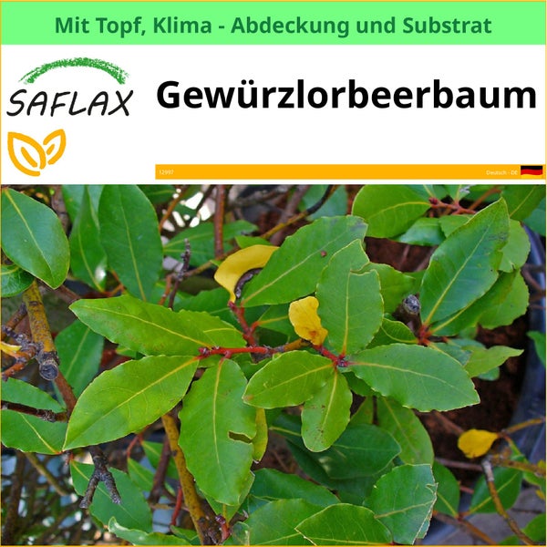 Saflax Gewürzlorbeerbaum im Topf mit Klimaabdeckung und Substrat