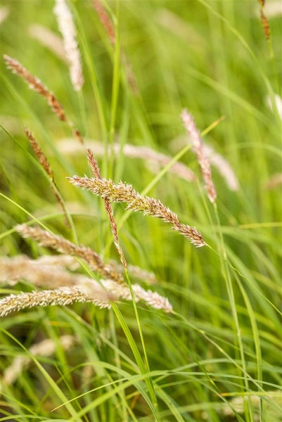 Nahaufnahme von Ziergras im Garten