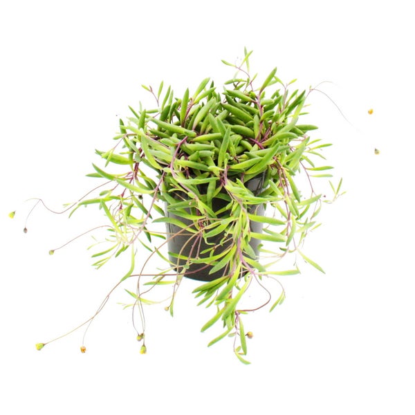 Senecio herreianus Purple Flush  im 12cm Topf
