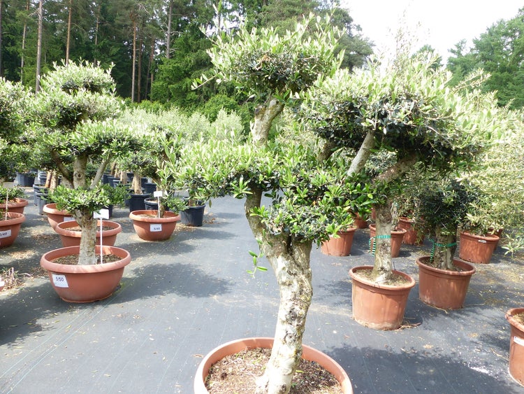 Olivenbaum Pon Pon 180 cm | 7 Pon Pon Bonsai Formgehölz, winterhart