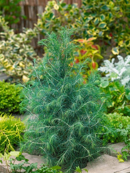 Cedrus deodara 'Bushes Electra', Himalaya-Zeder, 100–125 cm