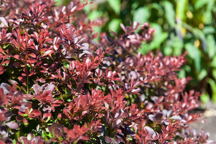 Berberis thunbergii 'Atropurpurea Nana', Blutberberitze, purpurrot, 25–30 cm