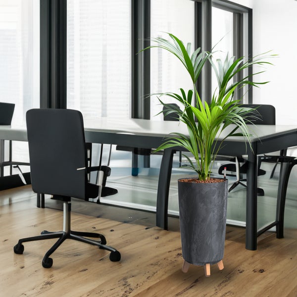 Büroszene mit Areca-Palme im Pflanzgefäß auf Holzbeinen