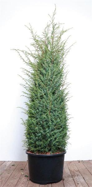 Juniperus communis 'Excelsa', Wacholder, 100–125 cm