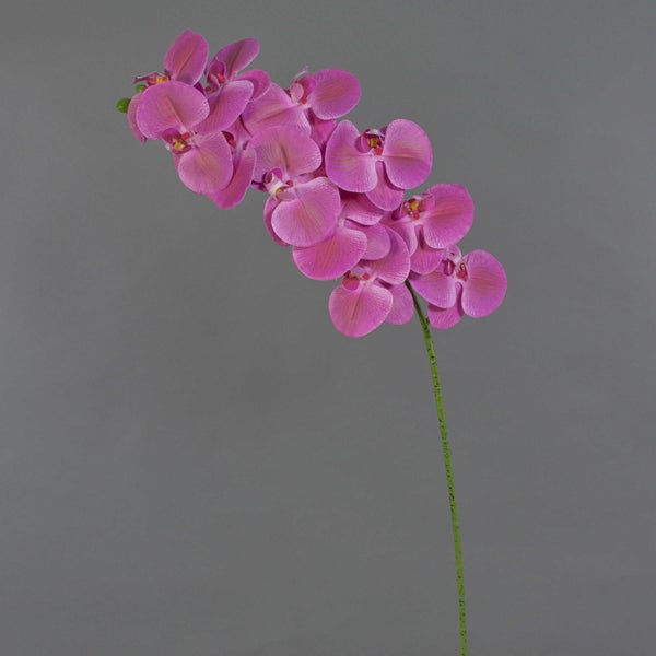 Nahaufnahme einer pinkfarbenen Orchidee mit detaillierten Blütenblättern.