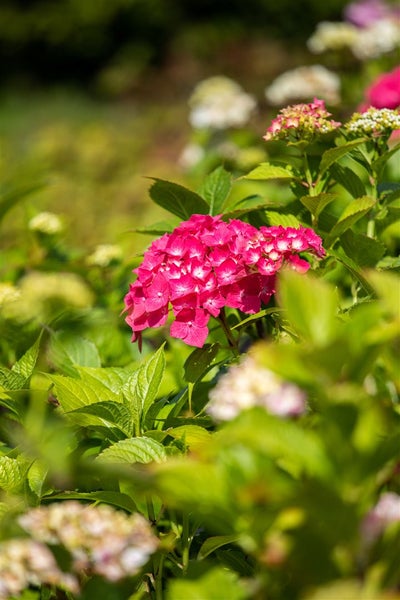 Nahaufnahme einer blühenden Hortensie im Garten.