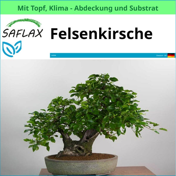 Felsenkirsche als Bonsai im Topf