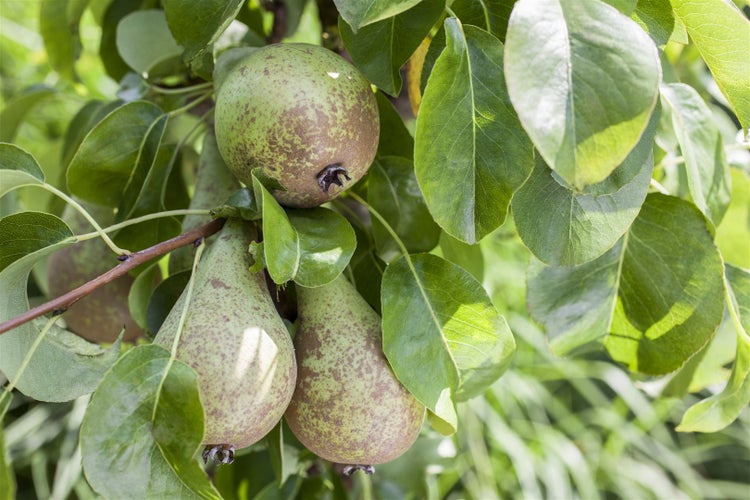 Reife Birnen an einem Birnenbaum mit grünen Blättern im Garten