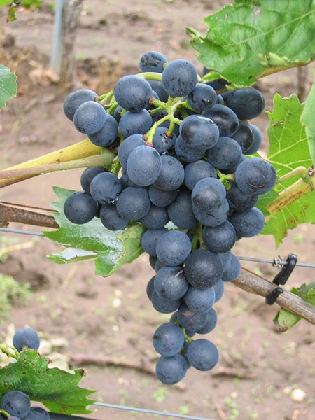 Eine Traube reifer dunkler Weintrauben hängt an einem Rebstock im Weinberg.