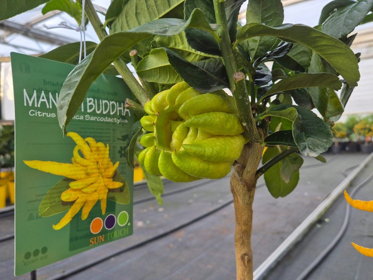 echte Citrus Medica Buddha's Hand 60 - 70 cm Mano di Buddha, veredelt