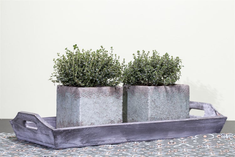 Thymus vulgaris, Echter Thymian, aromatisch, ca. 9x9 cm Topf