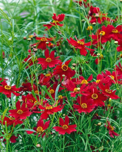 Coreopsis rosea 'Limerock Ruby', Mädchenauge, rubinrot, ca. 11x11 cm Topf