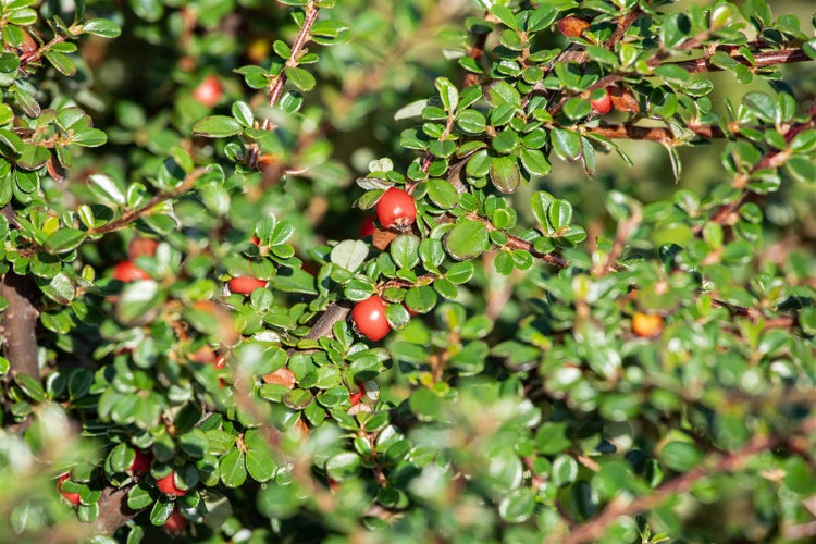 Cotoneaster microphyllus 'Cochleatus', immergrün, ca. 9x9 cm Topf