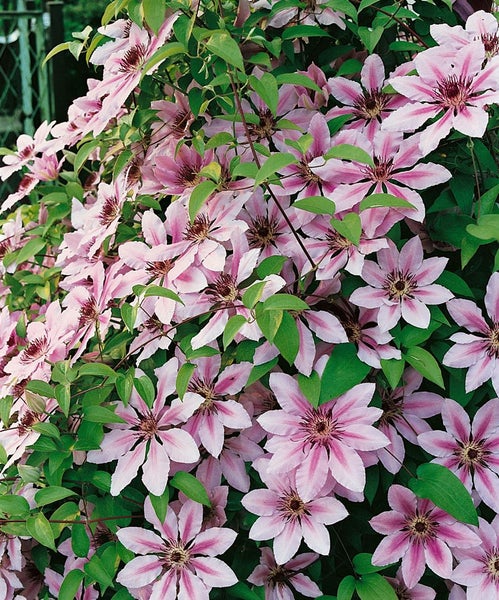 Clematis Hybride 'Nelly Moser', zweifarbig, 100–150 cm