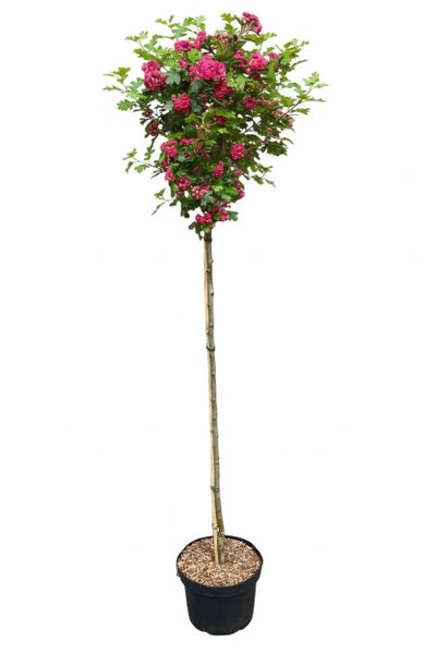 Blühender Weißdorn als Hochstamm in einem Pflanztopf mit Holzstab zur Stütze.