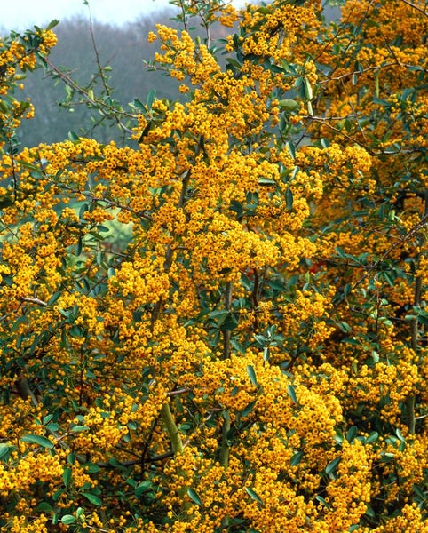 Pyracantha 'Saphyr Jaune', Feuerdorn, gelb, 60–80 cm