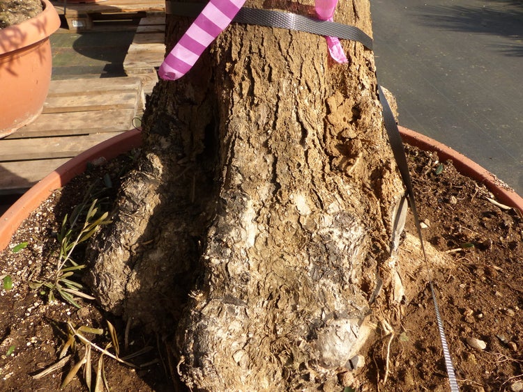 Bonsai Olivenbaum 230 - 260 cm knorrige urige Olive winterhart Olea Europaea Ölbaum