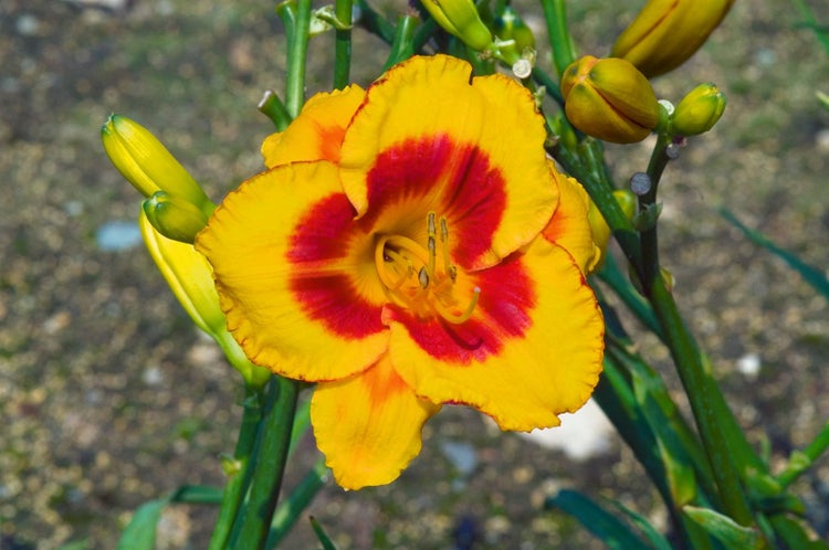Hemerocallis x cult. 'Fooled Me', Taglilie, gelb-rot, ca. 11x11 cm Topf