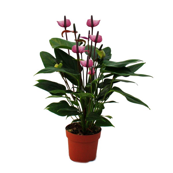 Flamingoblume Lila Fiorino violett Anthurium andreanum 12cm