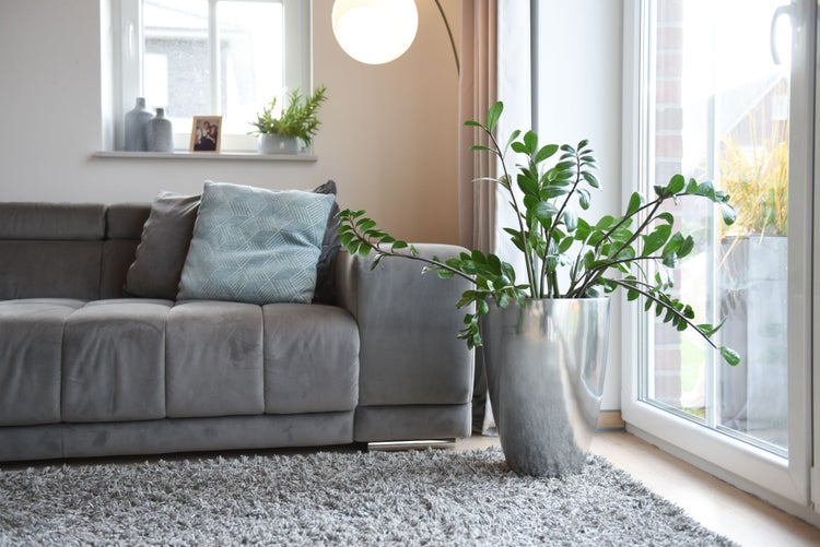 Modernes Wohnzimmer mit grauem Stoffsofa, silberfarbenem Pflanzgefäß mit Grünpflanze und grauem Hochflorteppich vor einem hellen Fenster.