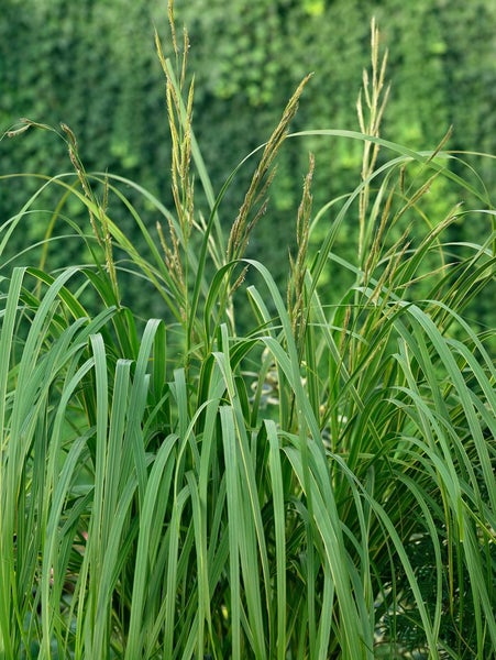 Spartina pectinata 'Aureomarginata', Goldrandgras, ca. 9x9 cm Topf
