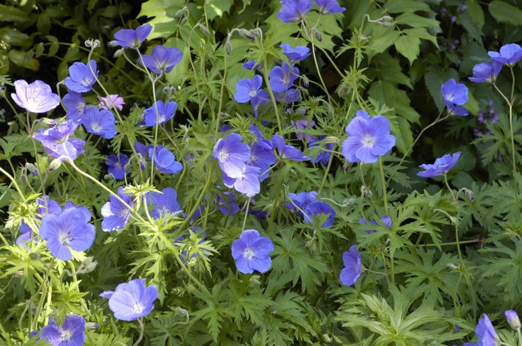 Geranium pratense 'Orion', Storchschnabel, blauviolett, ca. 9x9 cm Topf