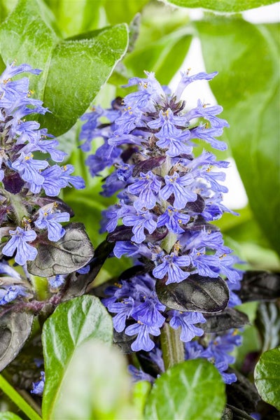 Ajuga reptans 'Atropurpurea', Günsel, purpur, ca. 9x9 cm Topf