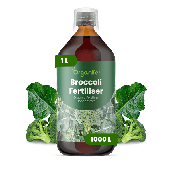 Organifer Brokkoli-Dünger, 1 Liter organisches Konzentrat für 1000 Liter Dünger, Flüssigdünger für Brokkoli.