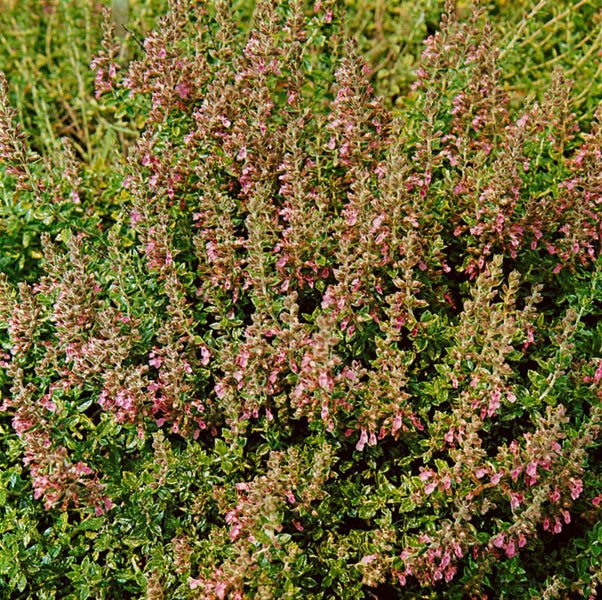 Teucrium chamaedrys 'Nanum', Gamander, ca. 9x9 cm Topf