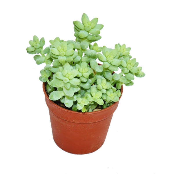 Sedum morganianum burritum - Affenschaukel - 5,5cm Topf