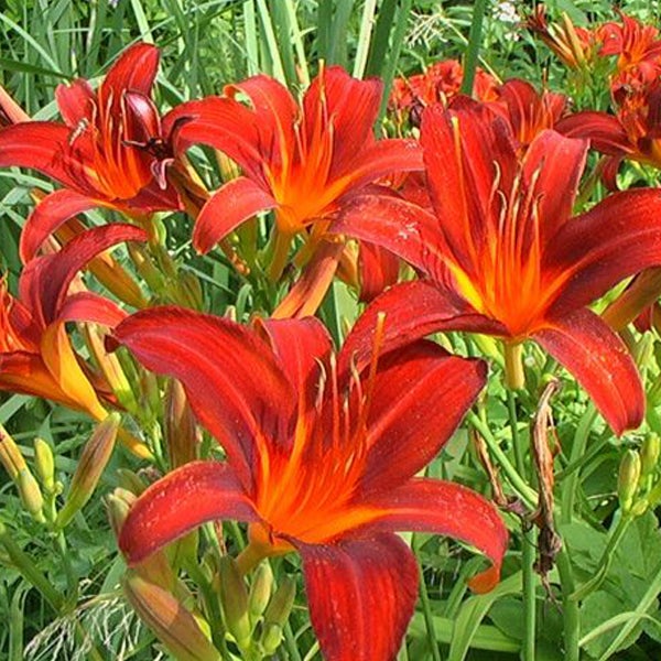 Nahaufnahme von Taglilien mit roten und gelben Blütenblättern