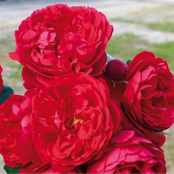 Nahaufnahme einer roten Strauchrose mit dicht gefüllten Blüten