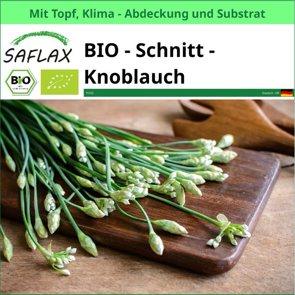 SAFLAX Garden to go - BIO - Schnitt - Knoblauch - Allium tuberosum - 100 Samen - Mit Topf, Klima - Deckel und Anzuchtsubstrat