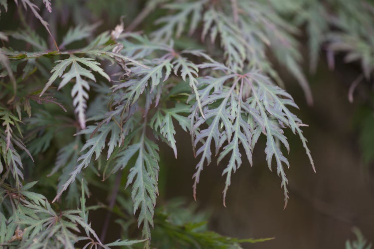 Acer palmatum 'Orangeola', Japanischer Ahorn, orange-rot, 40–60 cm