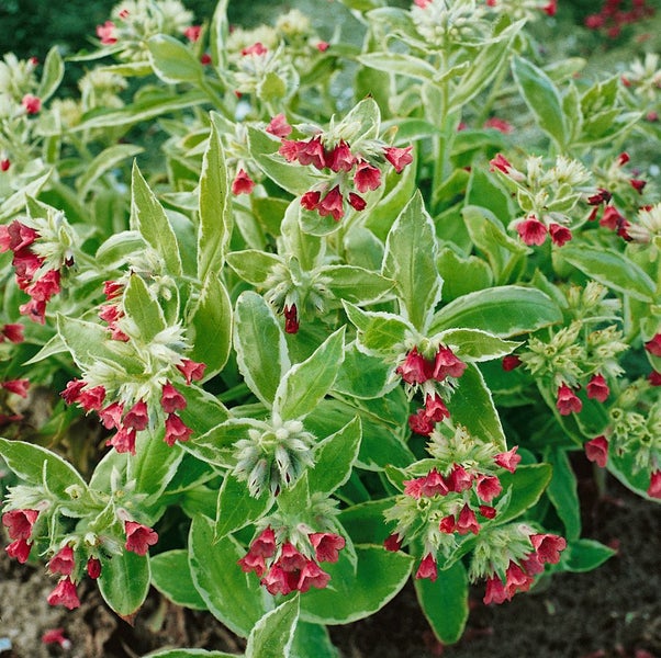 Pulmonaria rubra, Lungenkraut, rotblühend, ca. 9x9 cm Topf
