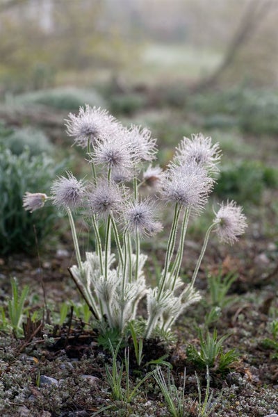 Gruppe von Kuhschellen im Garten