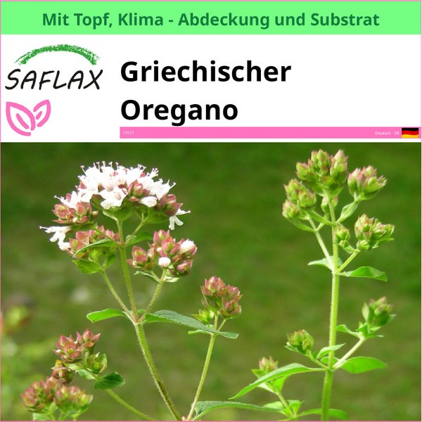 Griechischer Oregano im Topf mit Klimaabdeckung und Substrat