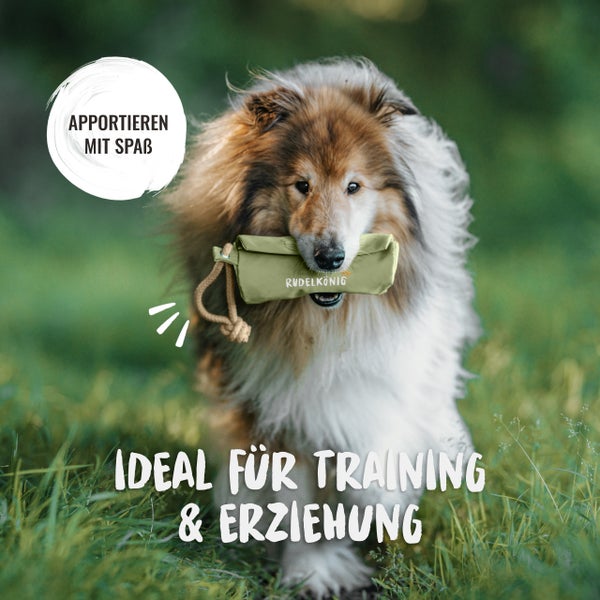 Hund mit Apportierbeutel von Rudelkönig im Maul