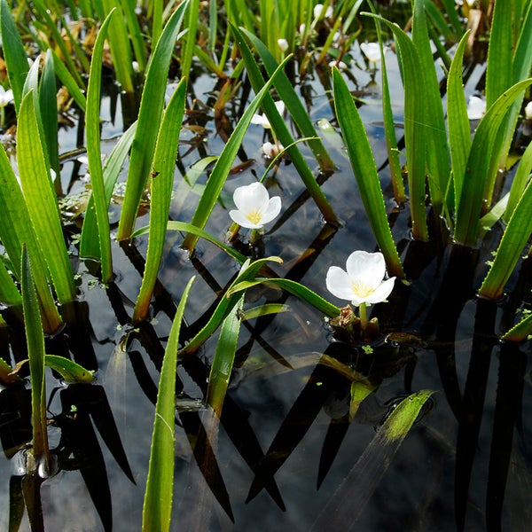 Wasserpflanze Krebsschere (Stratiotes aloides) mit grünen schwertförmigen Blättern und weißen Blüten im Wasser.