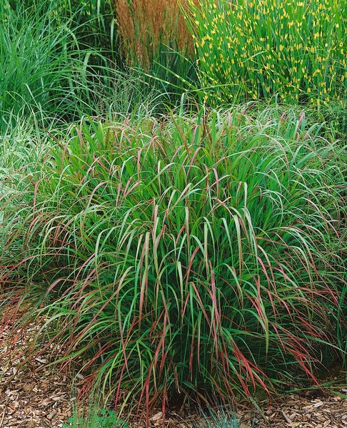 Panicum virgatum 'Rehbraun', Rutenhirse, braun, ca. 9x9 cm Topf