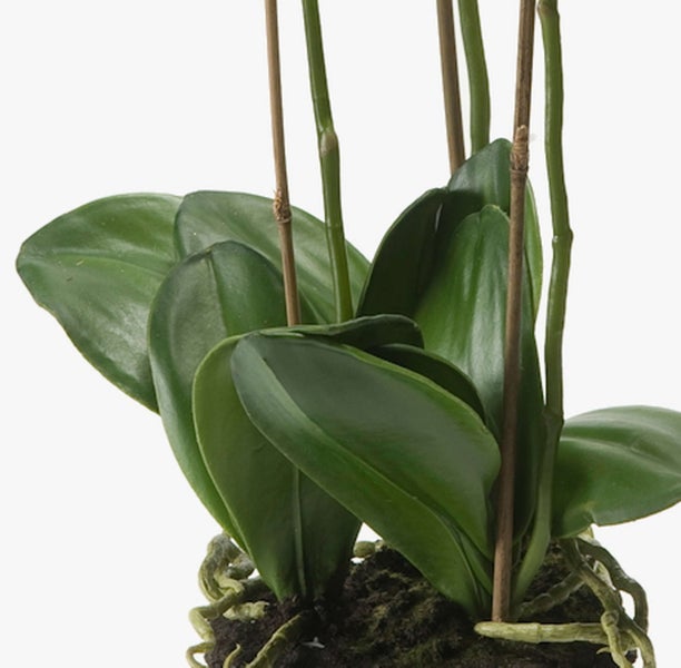 Wurzelballen einer Orchidee mit sichtbaren Luftwurzeln und grünen Blättern in dunklem Pflanzsubstrat.