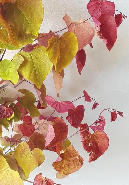 Zweig eines Cercis canadensis Flame mit herzförmigen Blättern in herbstlicher Färbung.