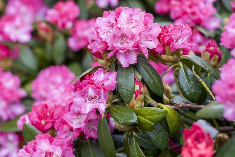Nahaufnahme einer rosa blühenden Rhododendronpflanze mit grünen Blättern.