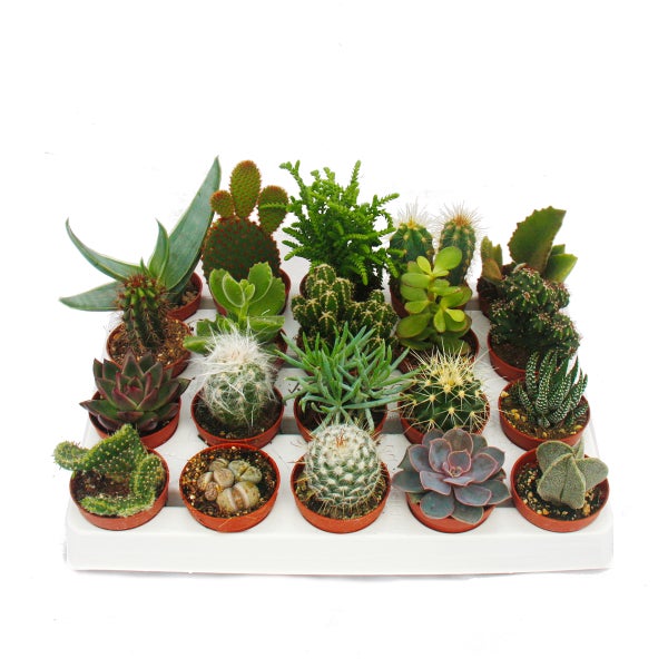 Kakteen und Sukkulenten - Starter Set XXL - 20 verschiedene Pflanzen im 5,5cm Topf