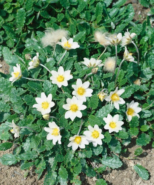 Dryas x suendermannii, Silberwurz, immergrün, ca. 9x9 cm Topf