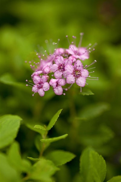 Spiraea japonica 'Little Princess', Zwerg-Spiere, rosa, 20–30 cm