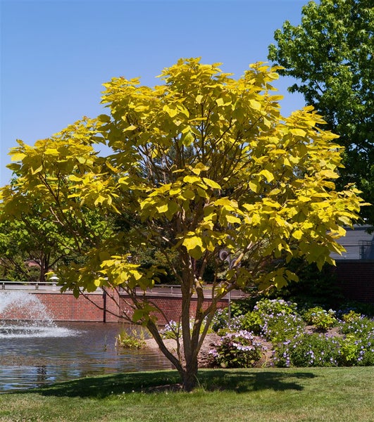 Catalpa bignonioides, Trompetenbaum, 40–60 cm, ca. 12 cm Topf