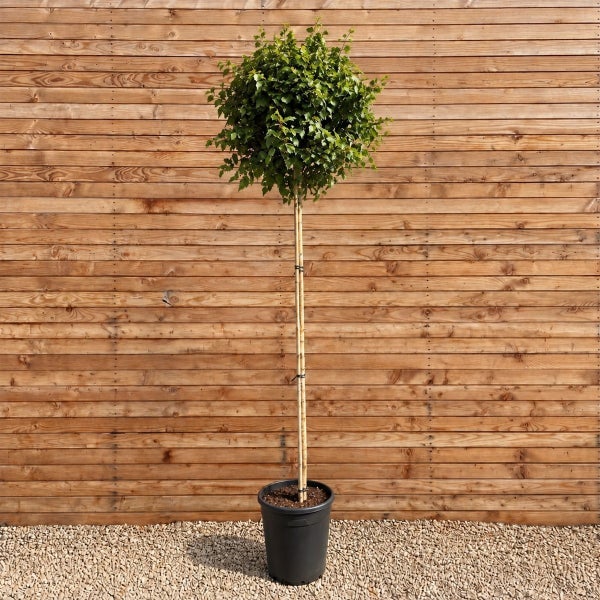 Eine hochstämmige Kugelbuche als Zierbaum im Kunststofftopf vor einer Holzwand.